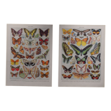 Lithographies originales sur les papillons