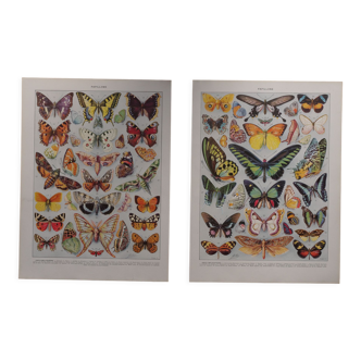 Lithographies originales sur les papillons