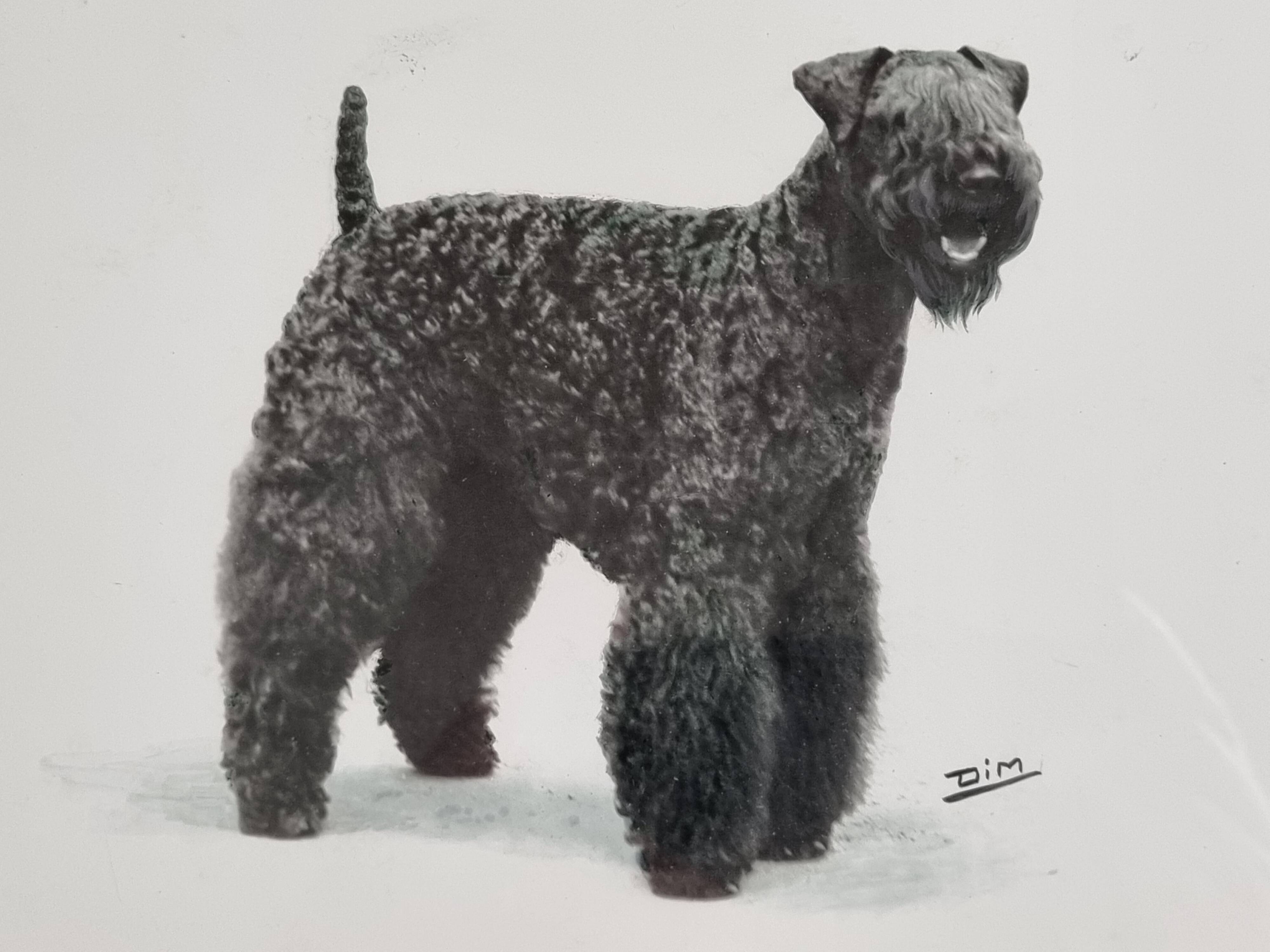 Old photograph, silver print, canine portrait signed "Dim" Henri Dimont 32 x 25 cm