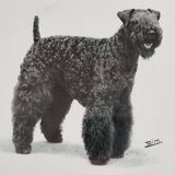 Old photograph, silver print, canine portrait signed "Dim" Henri Dimont 32 x 25 cm