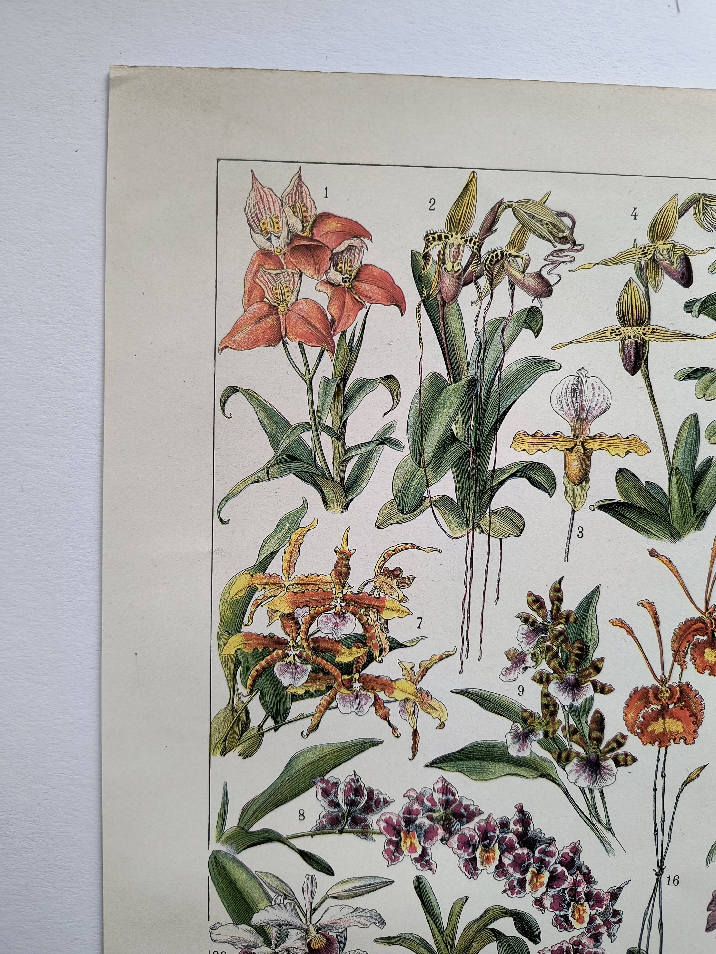 Antique botanical engraving, 1922 - Orchids by A. Millot - flora plate