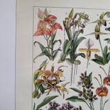 Antique botanical engraving, 1922 - Orchids by A. Millot - flora plate