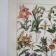 Antique botanical engraving, 1922 - Orchids by A. Millot - flora plate