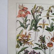 Gravure botanique ancienne  1922 - Orchidées par A.Millot - planche flore