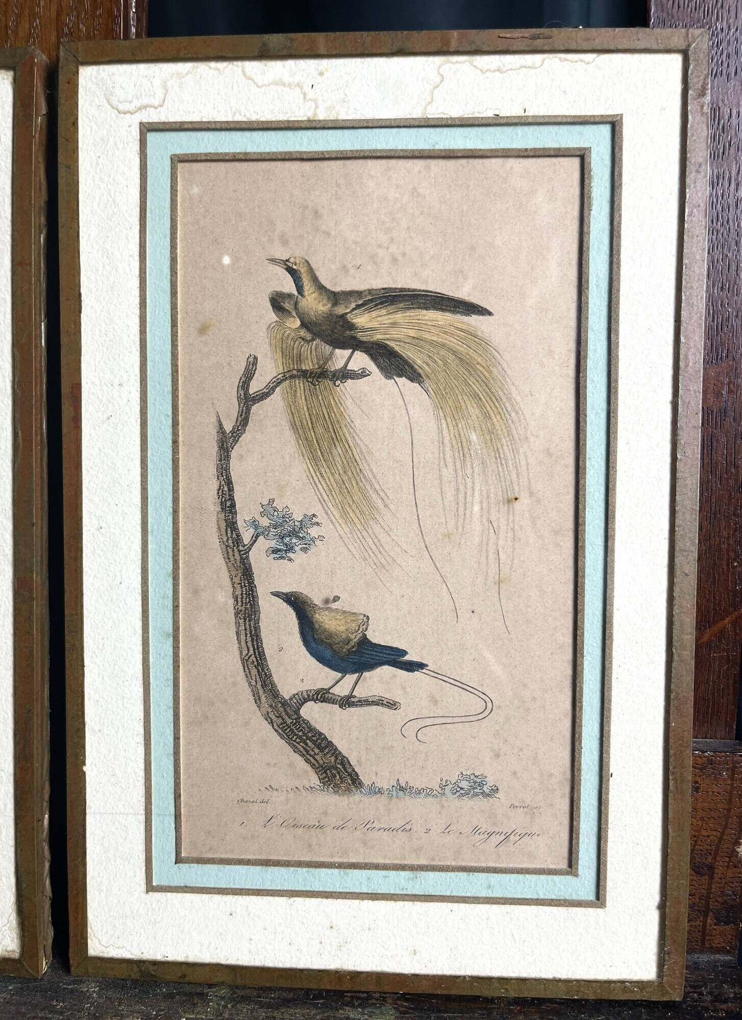 Pair of zoological engravings of birds by Fournier and Perrot, 19th century.
