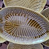 Plates Gien lotus flowers