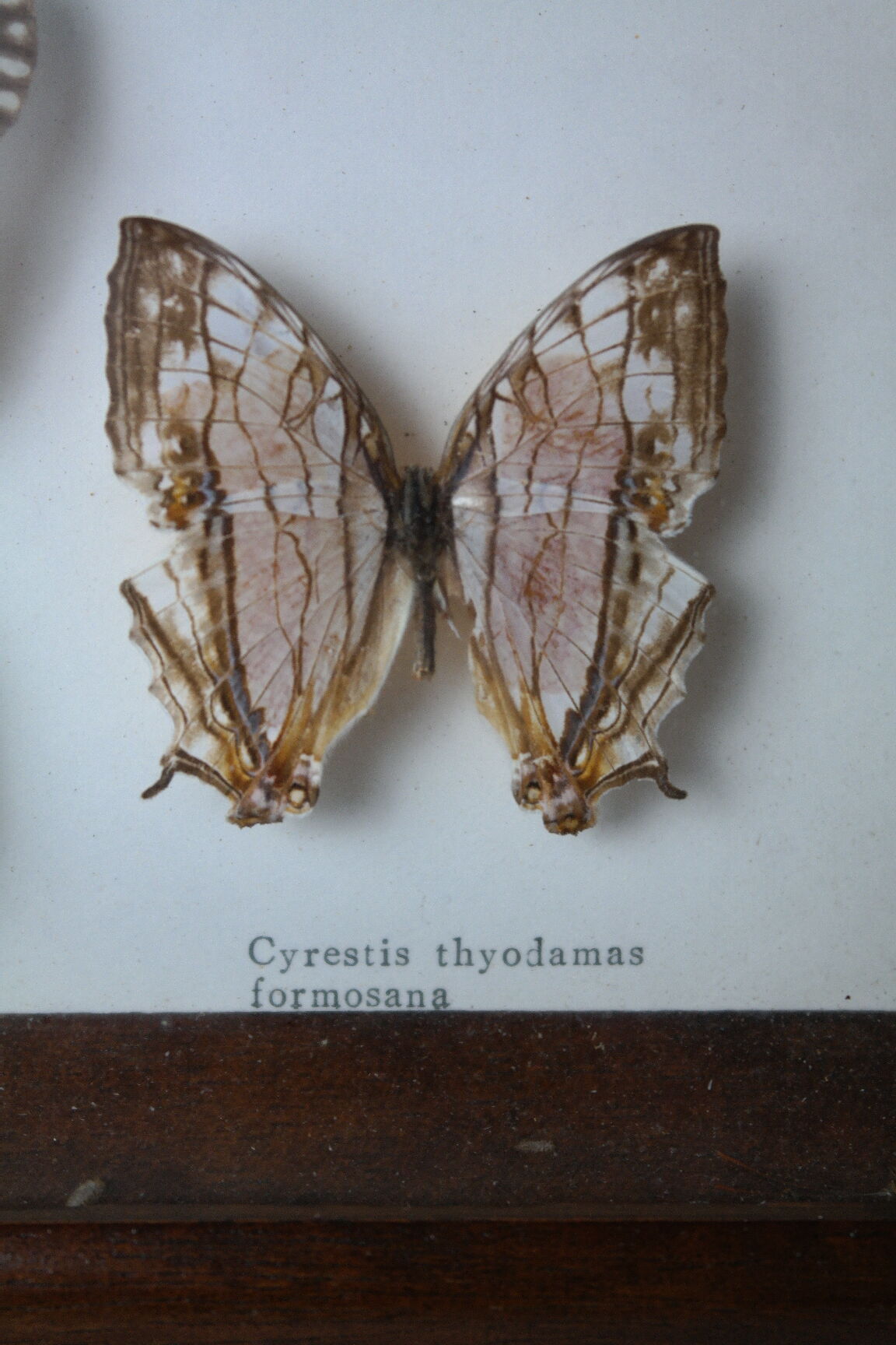 Papillons naturalisés sous cadre bois et verre vintage