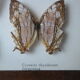 Papillons naturalisés sous cadre bois et verre vintage