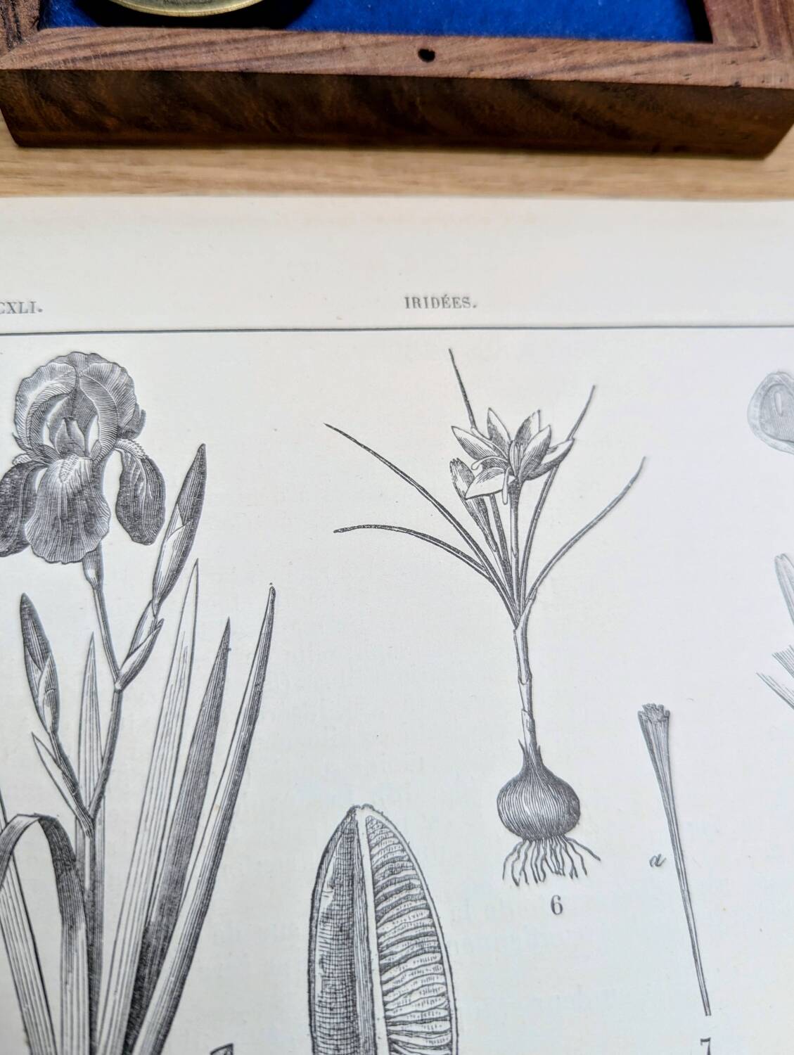 Printed in 1889, the Iridaceae (Iridaceae). Old botanical plate.