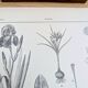 Printed in 1889, the Iridaceae (Iridaceae). Old botanical plate.