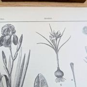 Printed in 1889, the Iridaceae (Iridaceae). Old botanical plate.