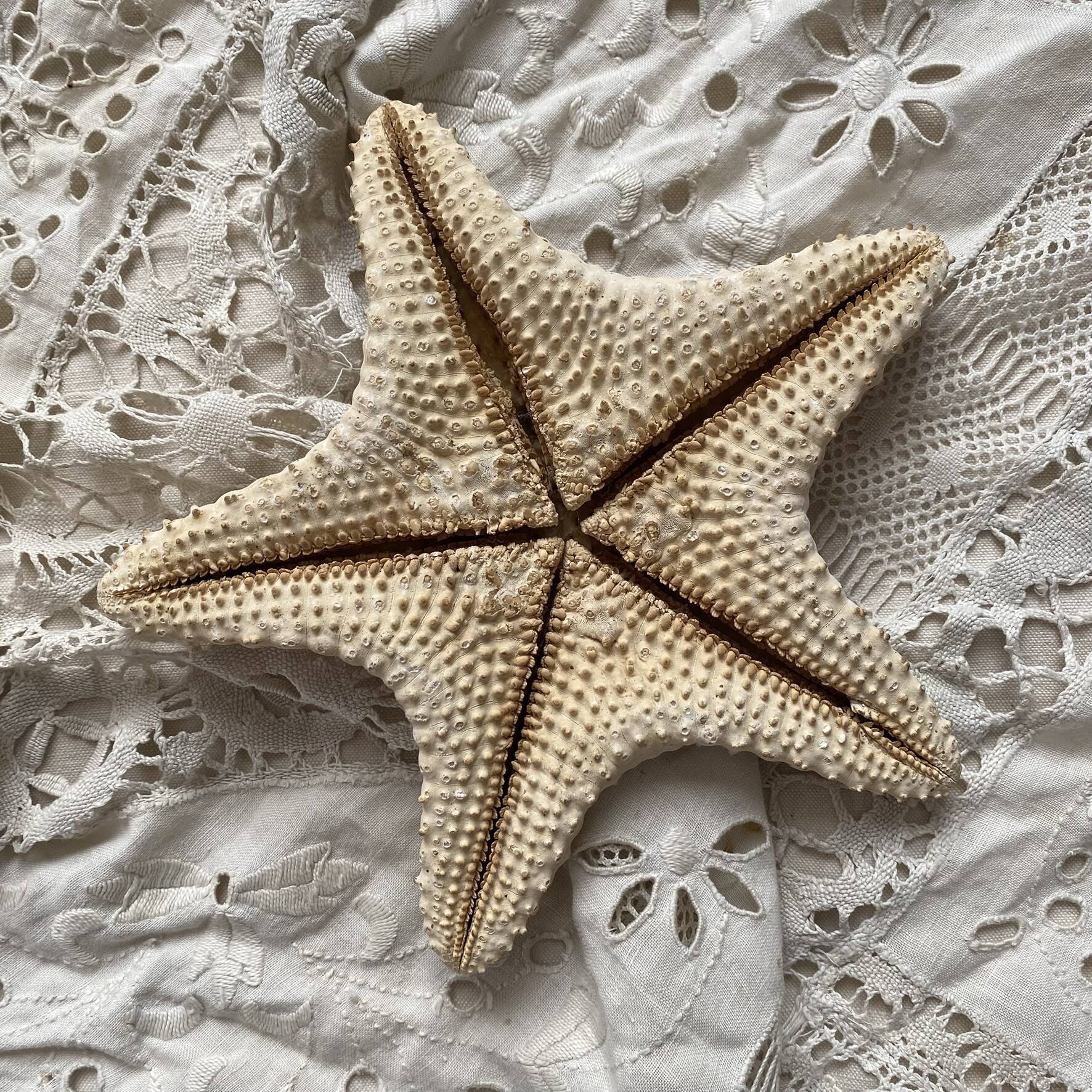 knotted starfish 21 cm