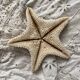 knotted starfish 21 cm