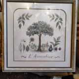 Tableau botanique L'Avocatier
