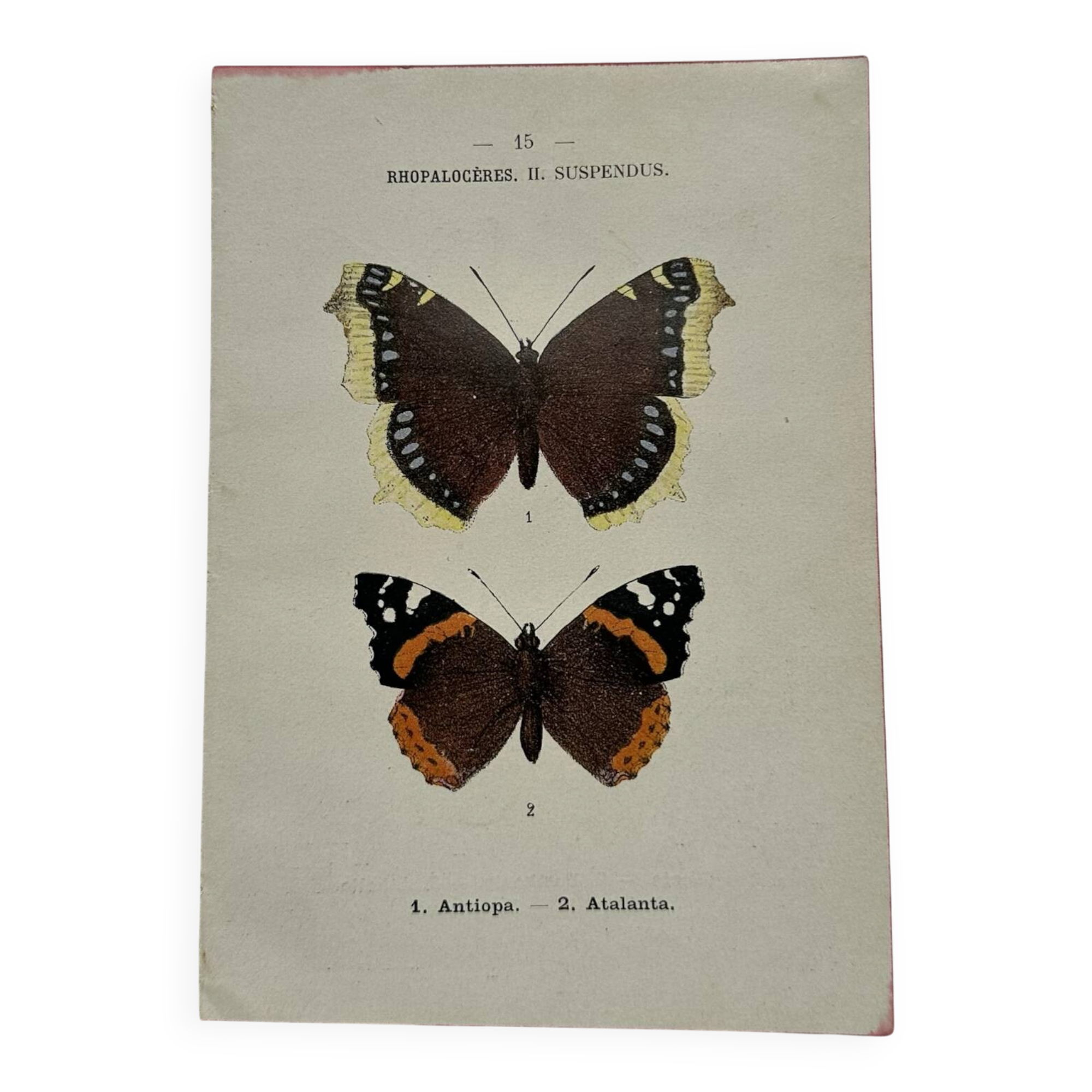 Botanical engraving double-sided butterflies naturalist plate etching