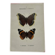 Botanical engraving double-sided butterflies naturalist plate etching