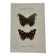 Botanical engraving double-sided butterflies naturalist plate etching