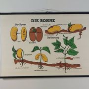 Vintage educational wall hanging roll chart biology bean plant