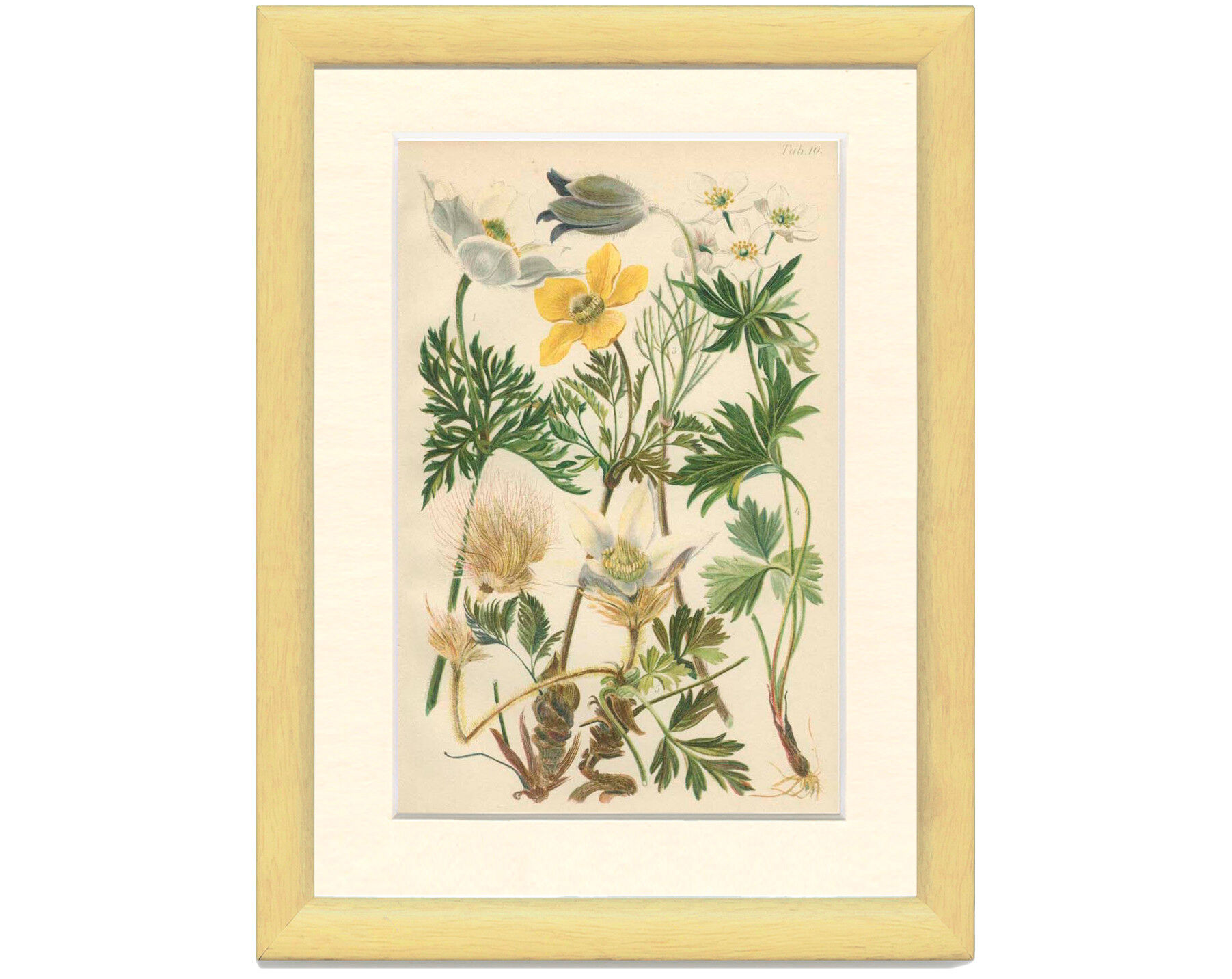 Botanical plate 1906: various anemones of the alps