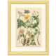 Botanical plate 1906: various anemones of the alps