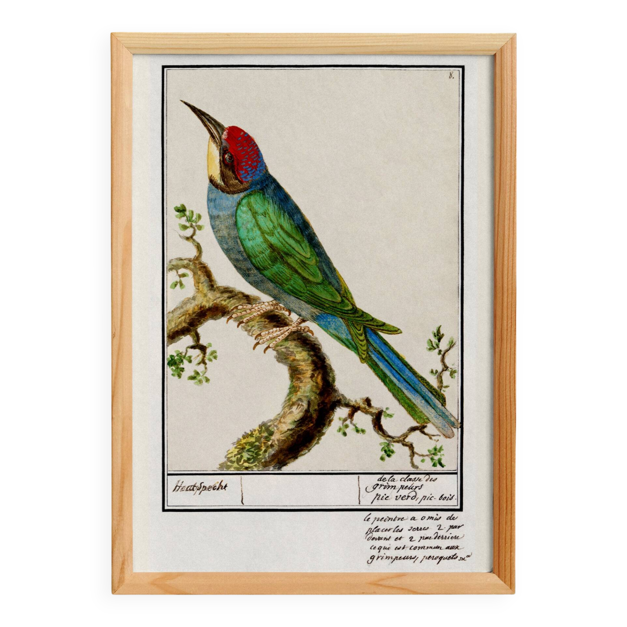 Small poster on the "great spotted woodpecker", after an old engraving from 1610.