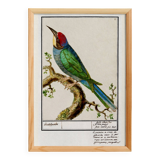 Small poster on the "great spotted woodpecker", after an old engraving from 1610.