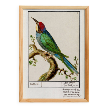 Small poster on the "great spotted woodpecker", after an old engraving from 1610.