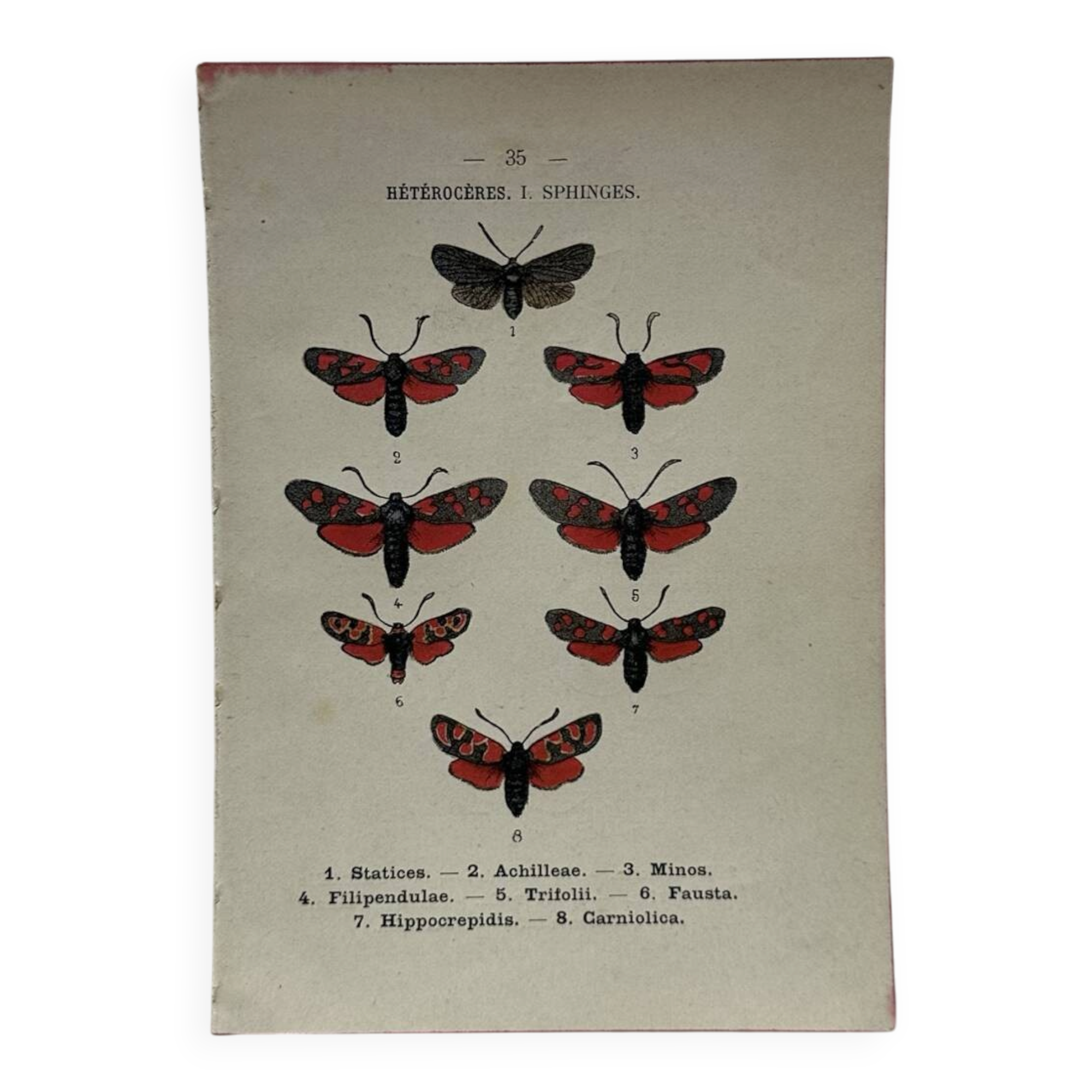 Naturalist engraving Butterfly 19th-century original botanical poster 1800