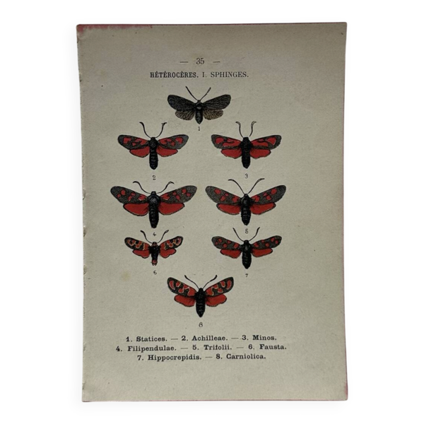 Gravure naturaliste  Papillon 19eme affiche botanique originale 1800