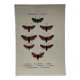 Naturalist engraving Butterfly 19th-century original botanical poster 1800