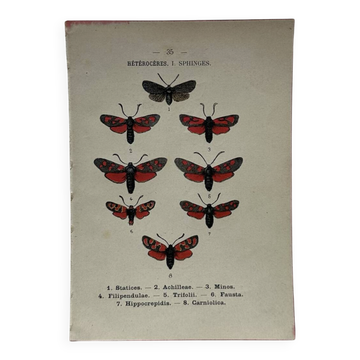 Naturalist engraving Butterfly 19th-century original botanical poster 1800