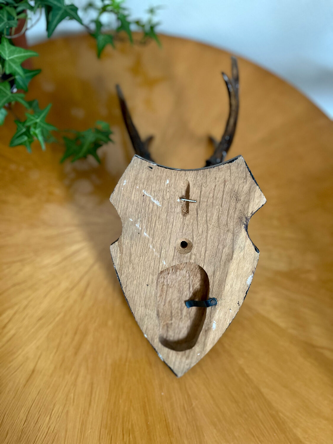 Bois de cerf en trophée vintage