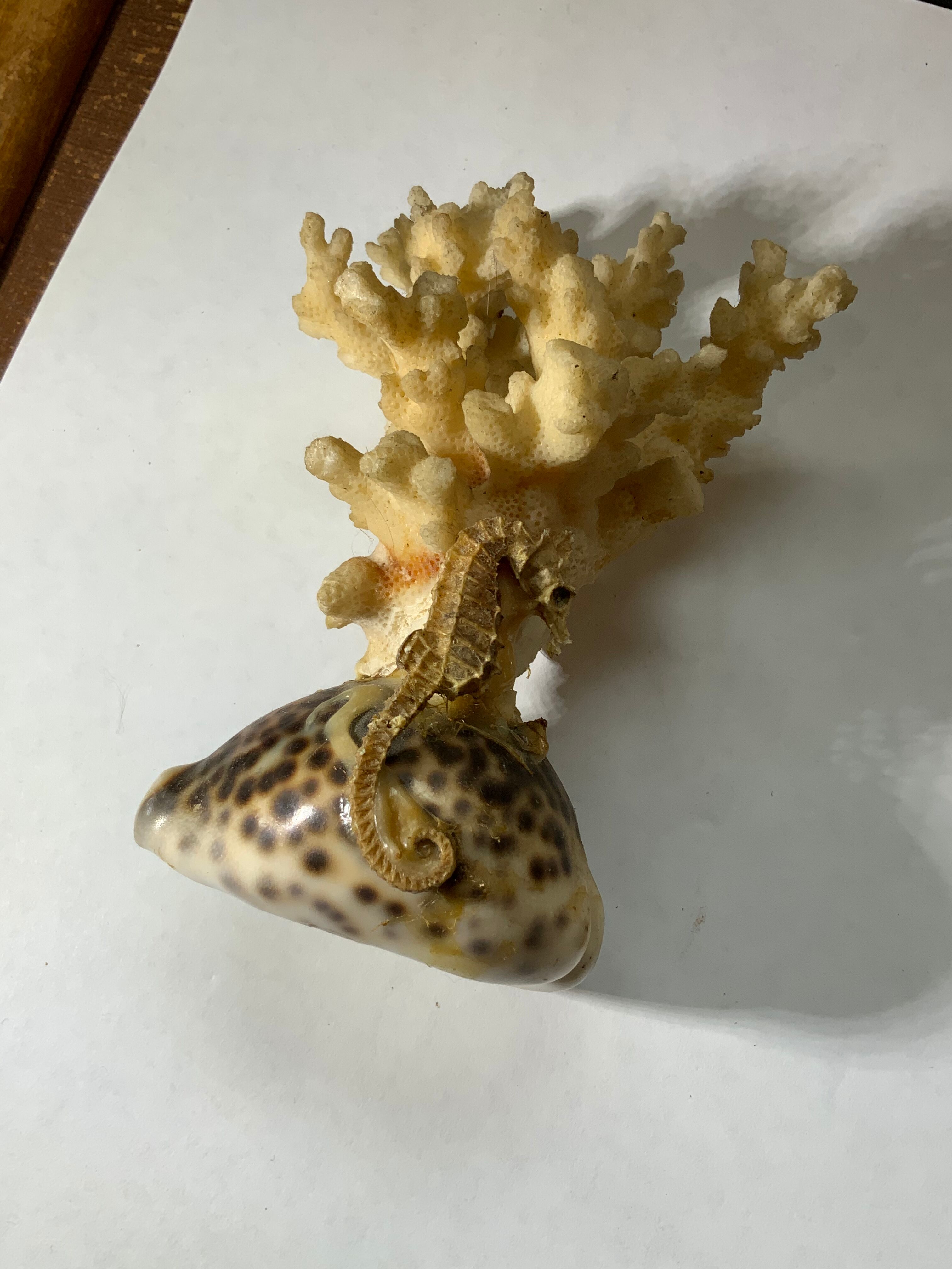 Ancient sculpture coral shell and hyppocampe souvenir vintage pacific