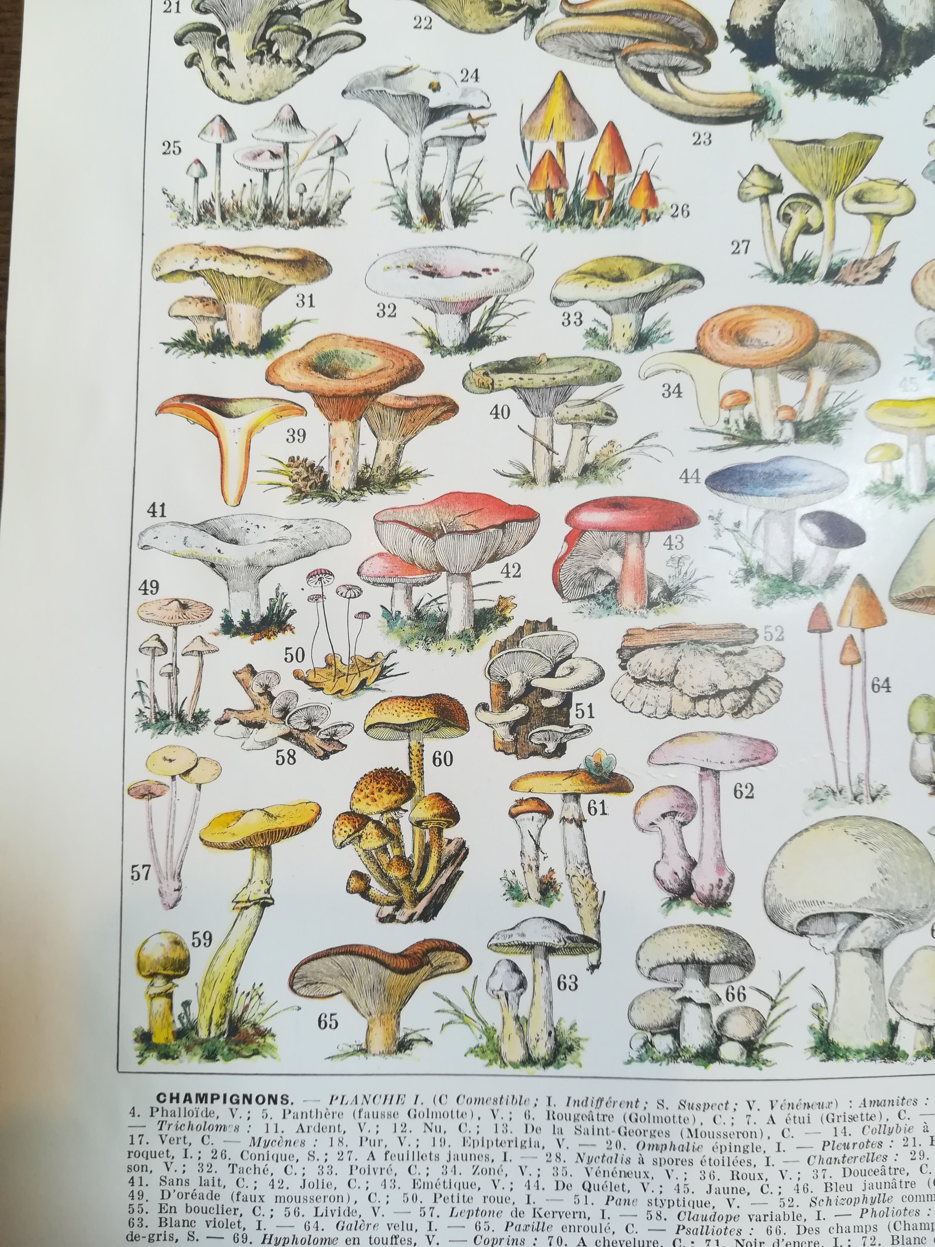 Lithograph on mushrooms from 1928 "amanita"