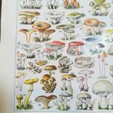 Lithograph on mushrooms from 1928 "amanita"