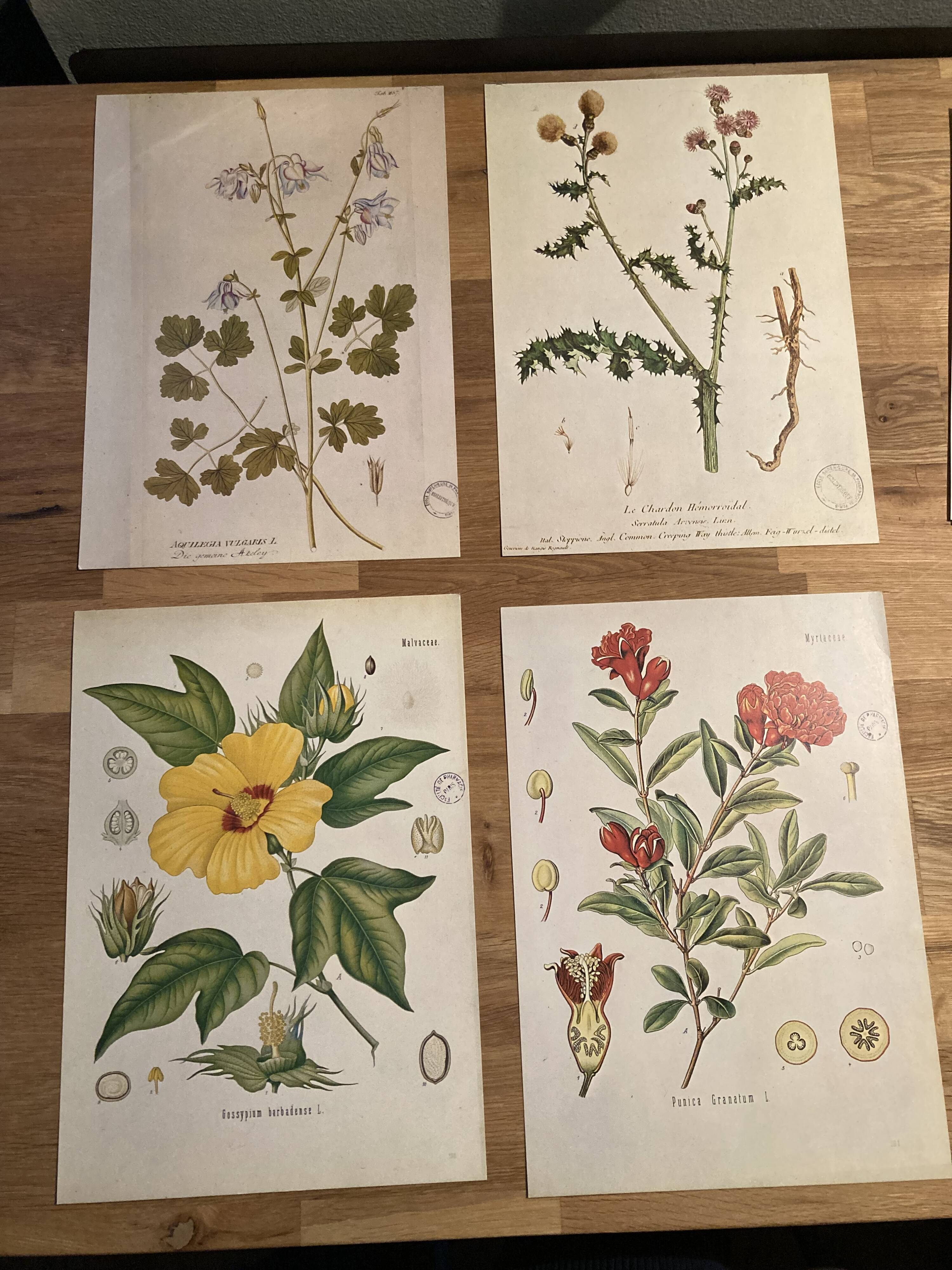 Lot 4 vintage botanical posters