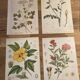 Lot 4 vintage botanical posters