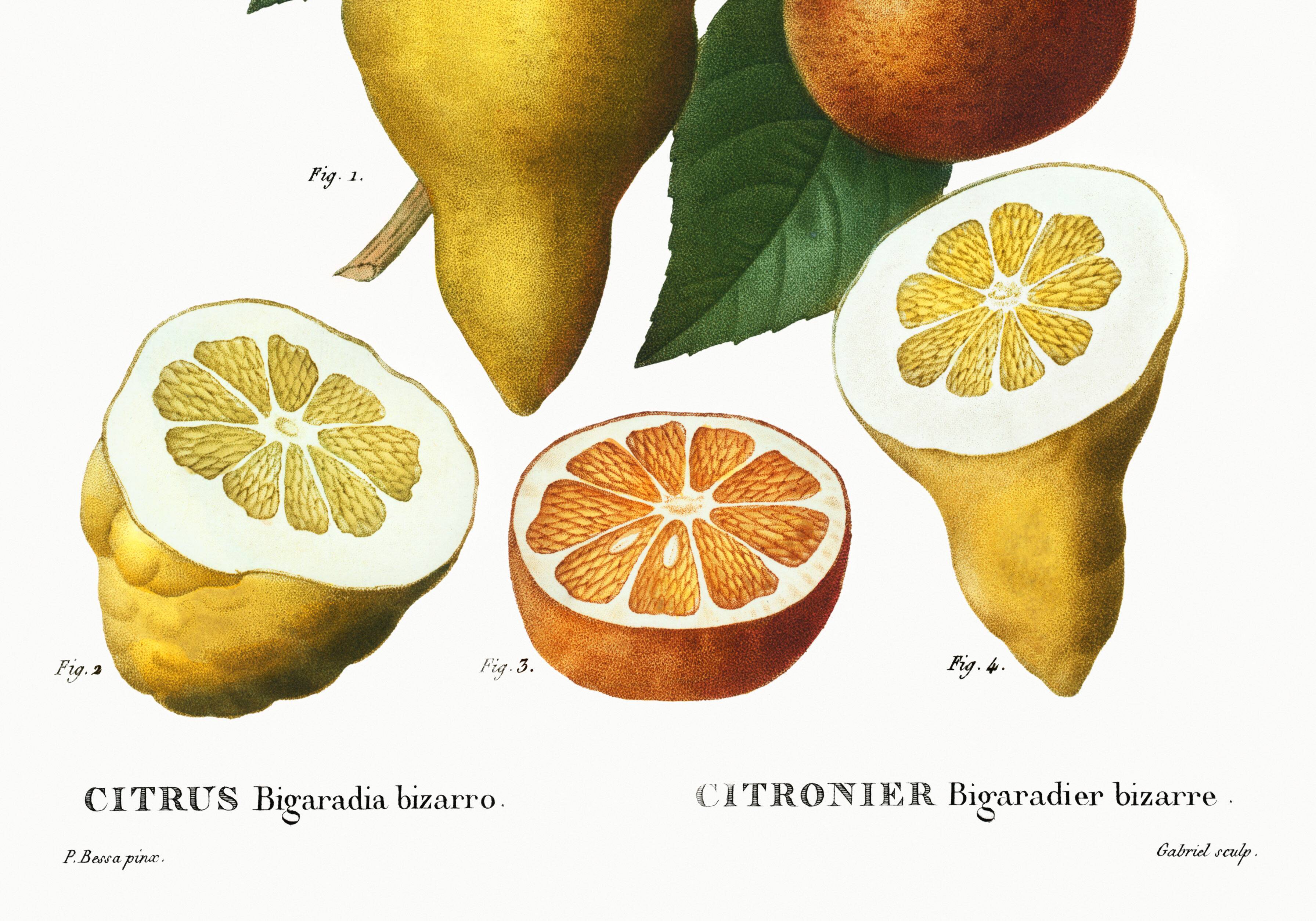 Poster about a lemon tree, based on an old engraving from 1802