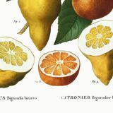 Poster about a lemon tree, based on an old engraving from 1802