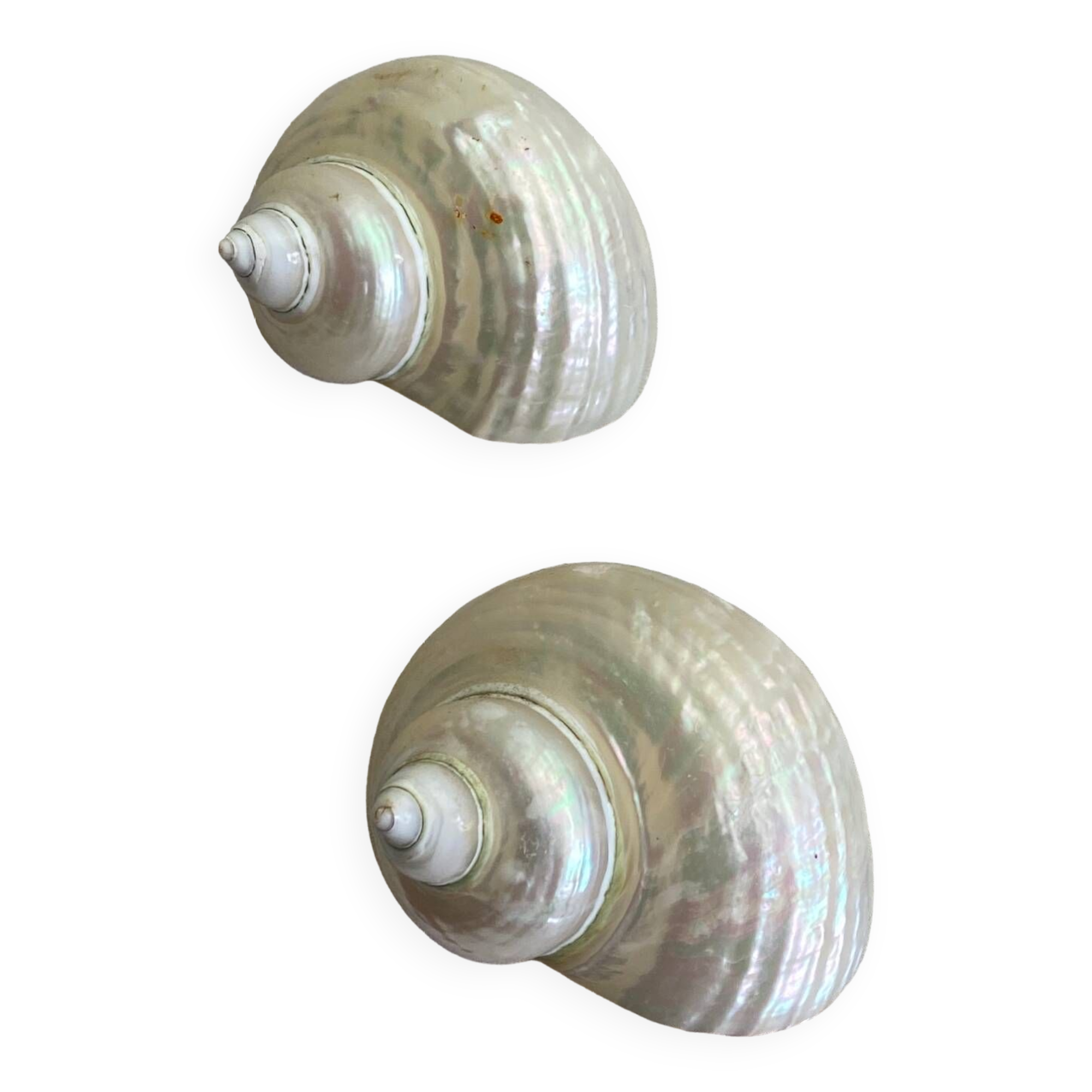 White mother-of-pearl shells, turbo imperialis