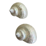White mother-of-pearl shells, turbo imperialis
