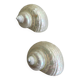 Coquillages nacre blanche, turbo imperialis
