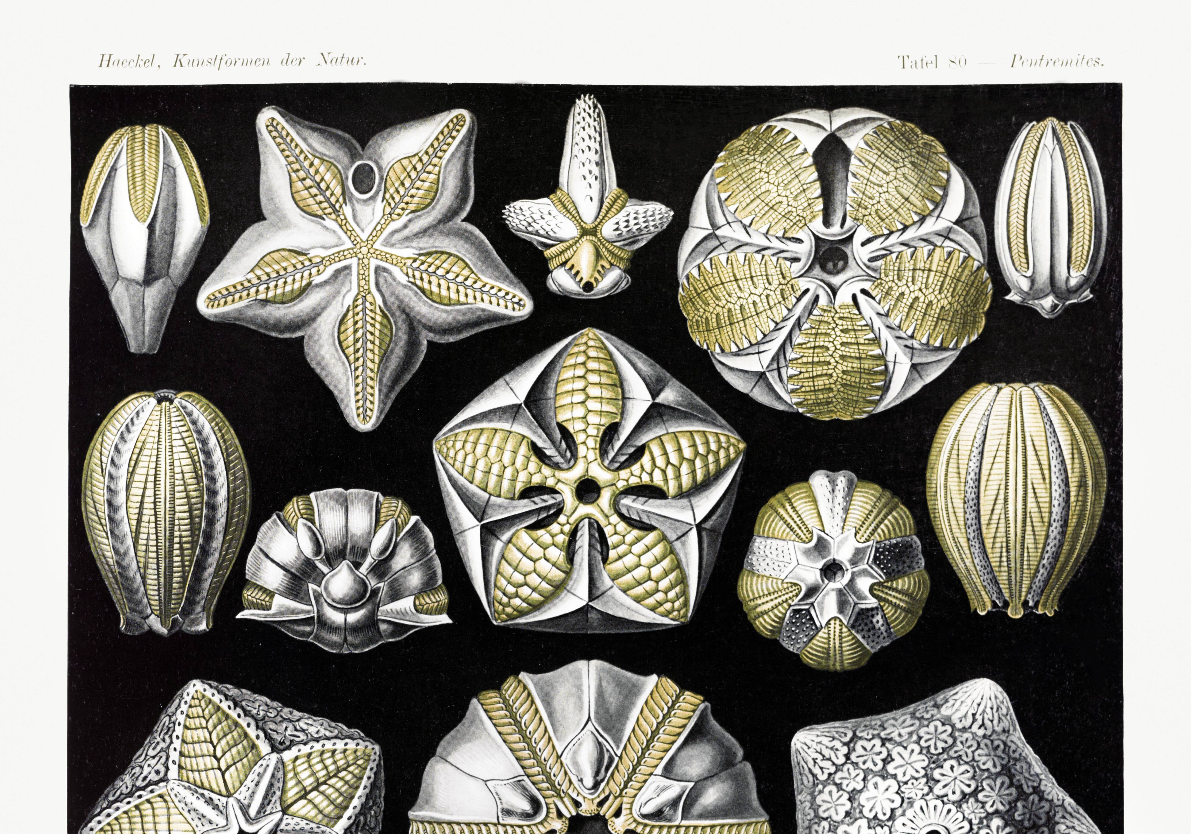 Poster about Blastoidea fossils, based on an old lithograph