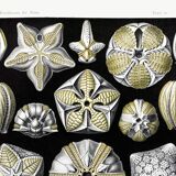 Poster about Blastoidea fossils, based on an old lithograph