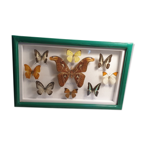 collection de papillons