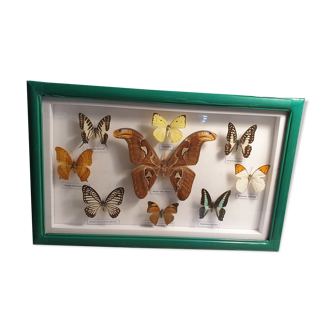 Butterfly Collection