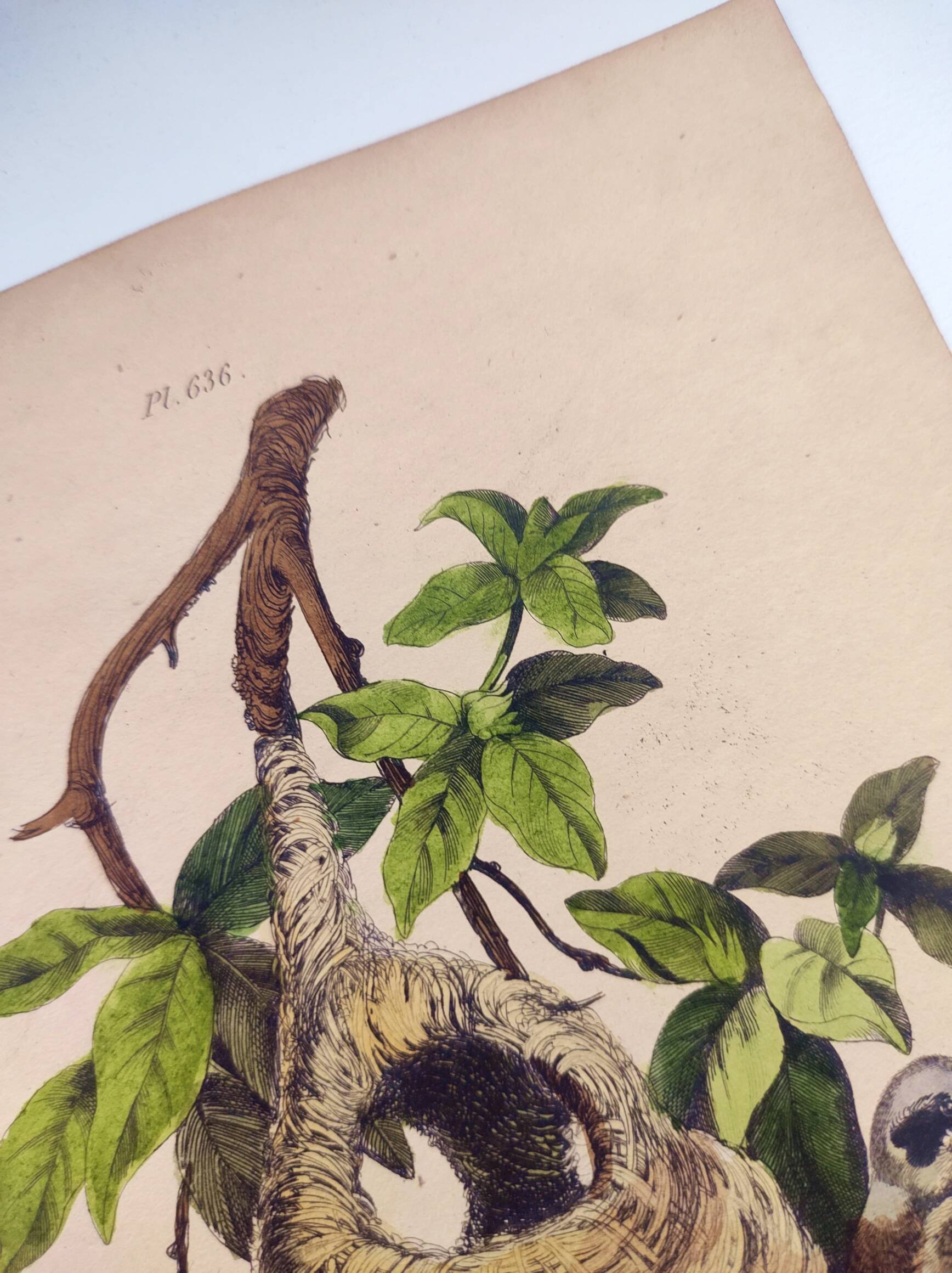 Original Engraving from 1839 -Remiz- Old hand-colored plate ornithology and birds