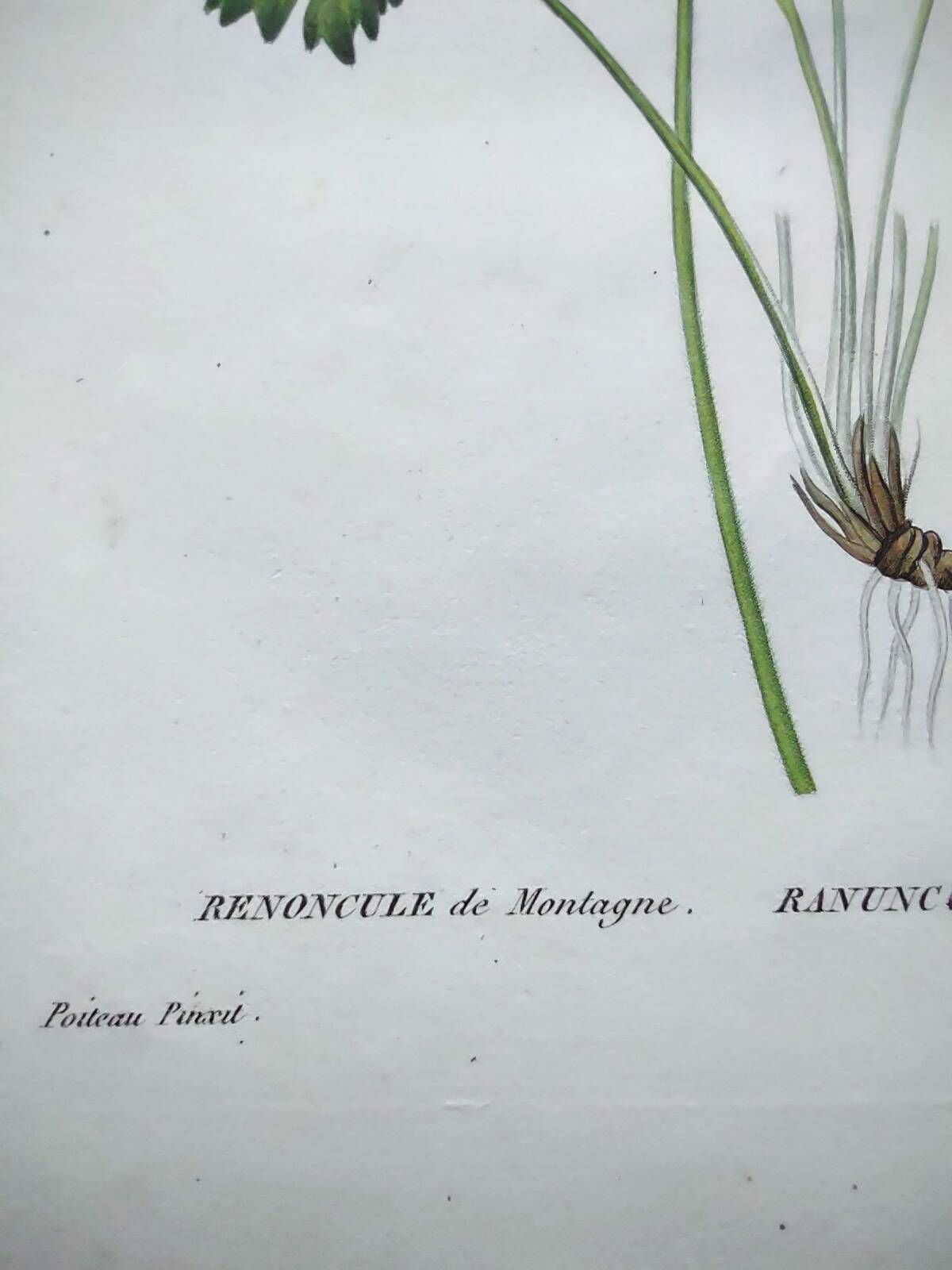 Antique botanical engraving from 1829 - Mountain Buttercup - By PA Poiteau. Hand colored.