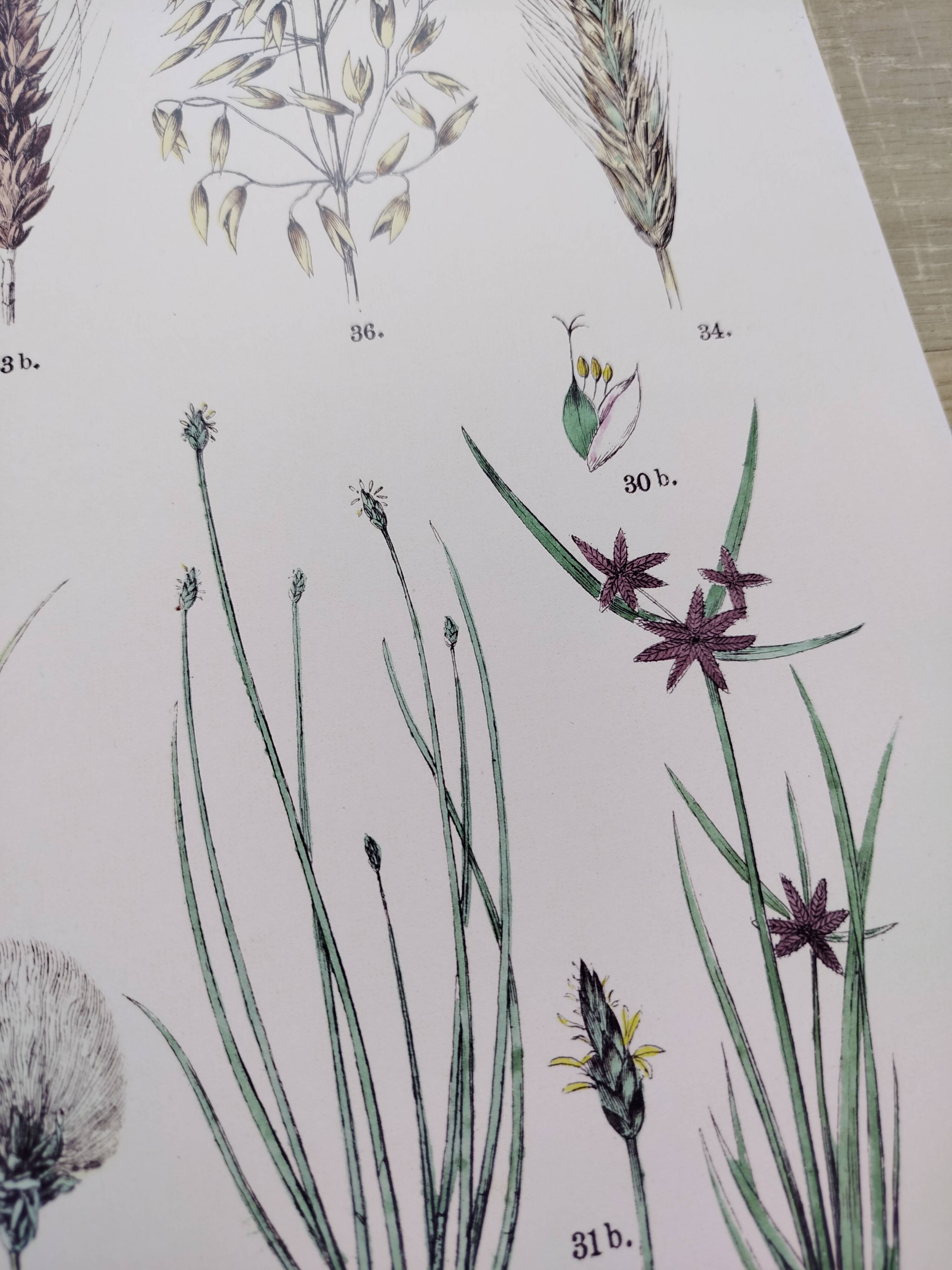 Plant poster based on an 1881 engraving "wheat"