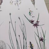 Plant poster based on an 1881 engraving "wheat"